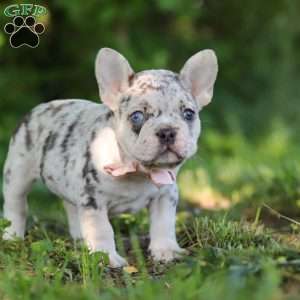Peggy, French Bulldog Puppy